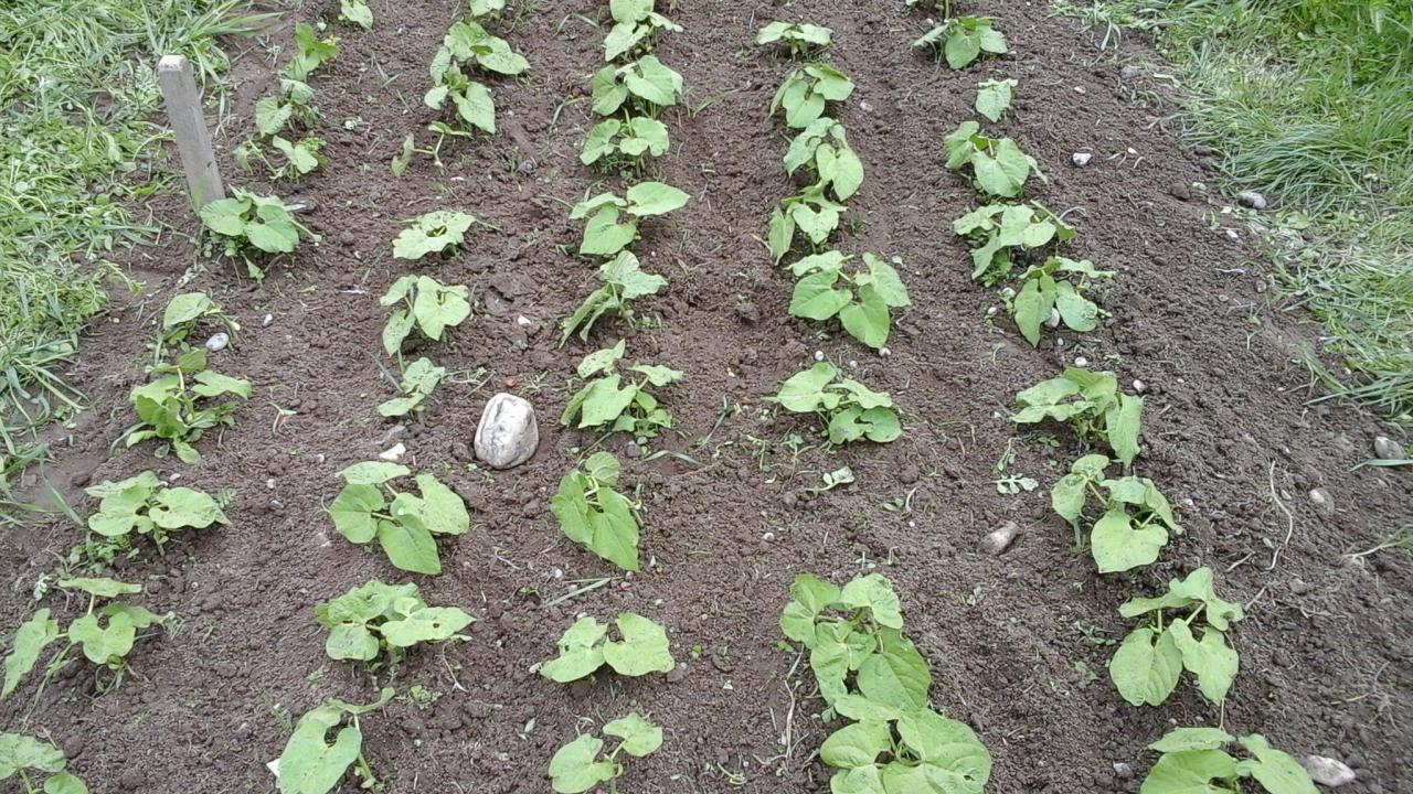 Rotholzer Bohne - Aussaat