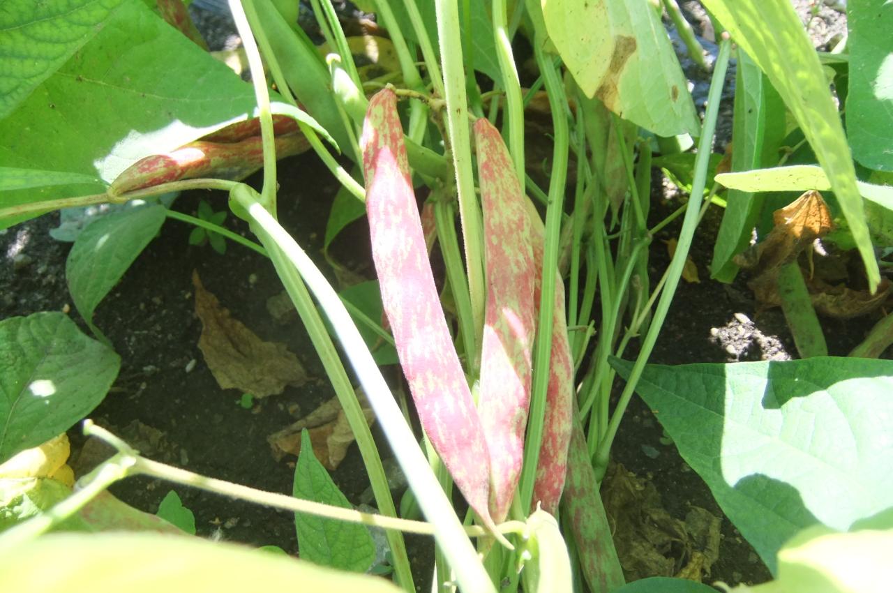 Rotholzer Bohne - Schote