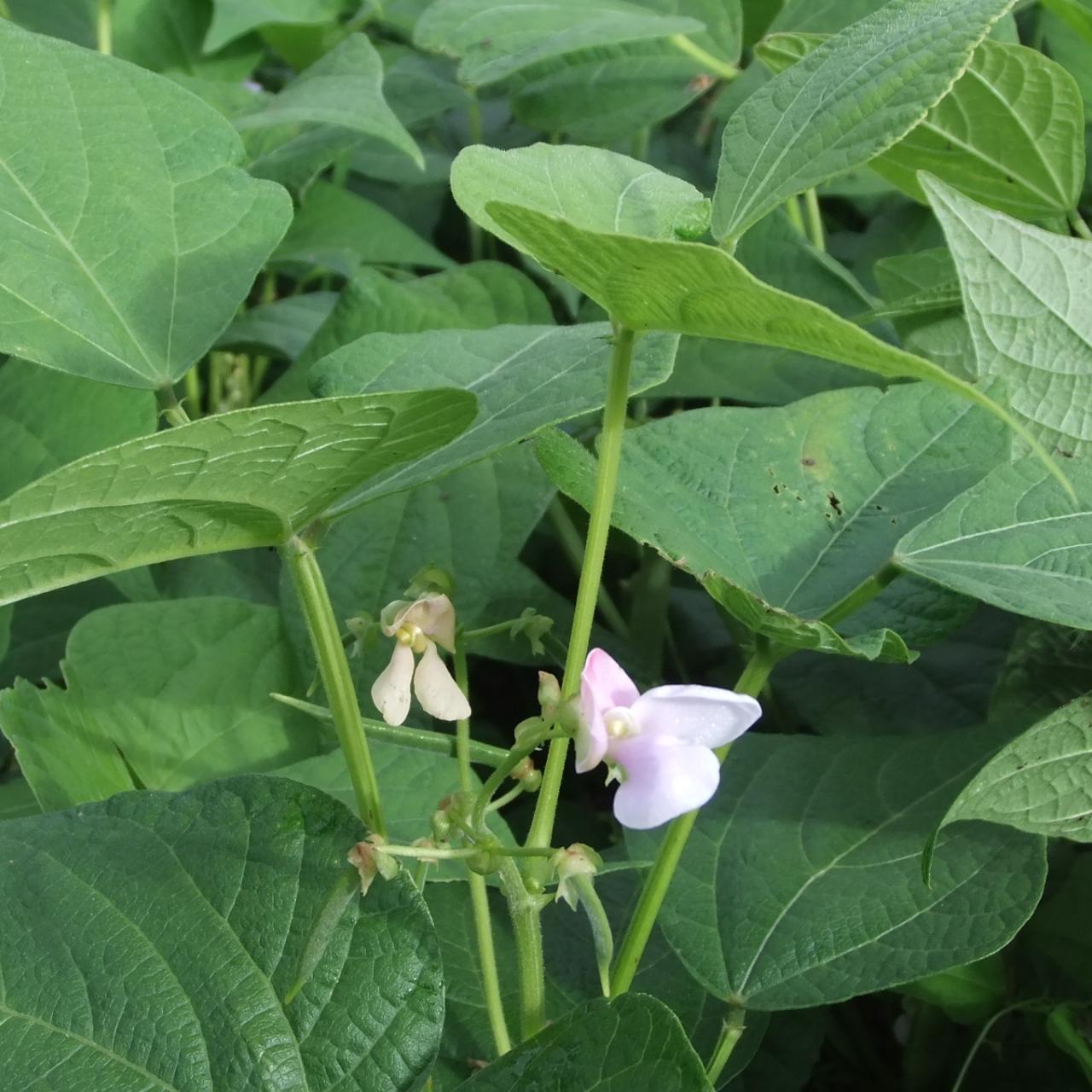 Rotholzer Bohnenblüte