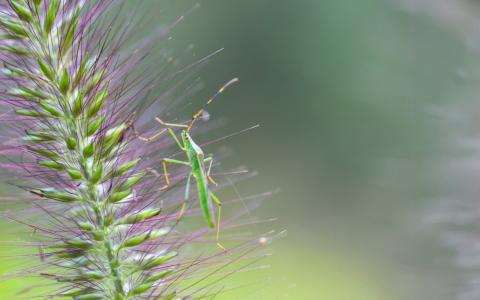 Citizen Science Awards 2026